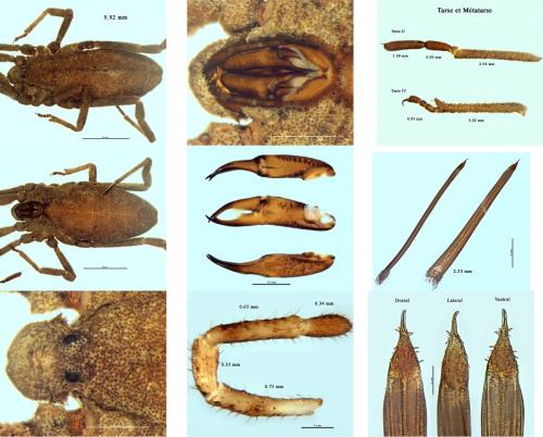 Trogulus cristatus